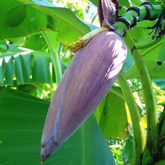 Bananenblüte Vietnam 500g-1kg- Hoa chuối Việt Nam 500g-1kg